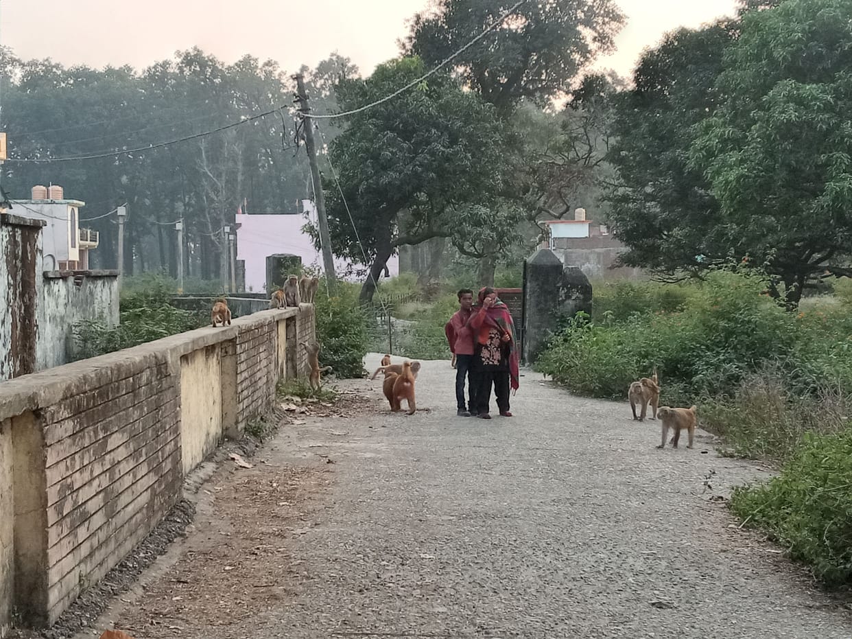 Monkey on Tanakpur Road