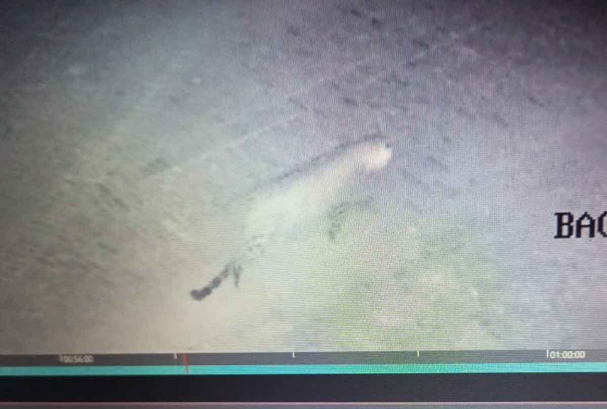 Kanpur: Leopard entered VSSD College, caught on camera, rescue team kept two cages
