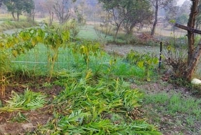 Ginger crop stolen from the field in Ghumarwin Bilaspur Himachal Pradesh