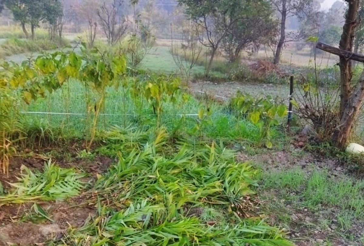 Ginger crop stolen from the field in Ghumarwin Bilaspur Himachal Pradesh