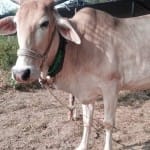 गाय तस्करी पर जमकर पथराव (फाइल फोटो)