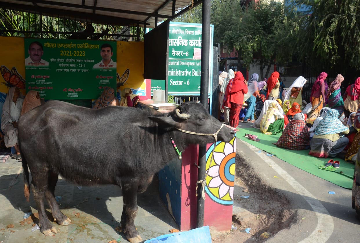 Farmers tied buffalo at the gate of Noida Authority