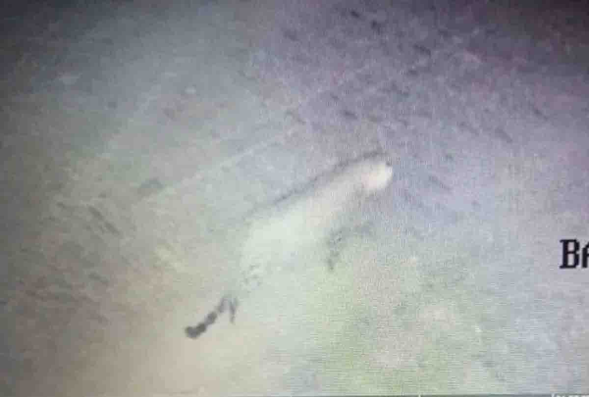 Leopard in college: Leopard again seen in VSSD, movement caught on camera