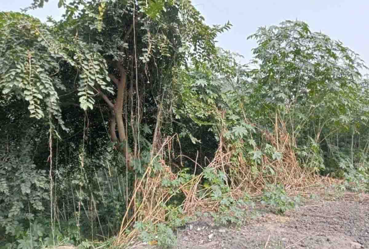 Leopard in college: Leopard again seen in VSSD, movement caught on camera
