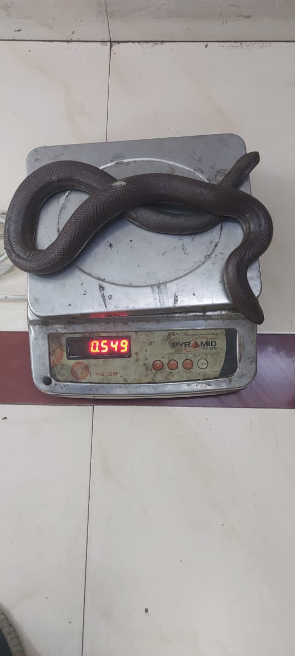 Indore: Buyers were looking for a two-faced snake to sell, police caught, price 50 lakh rupees in the international market