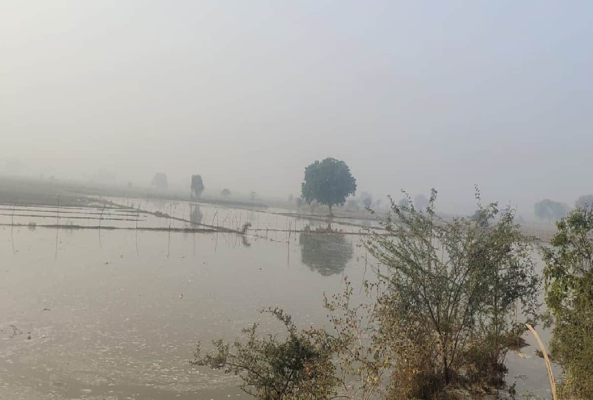 hundreds of bighas of crops submerged due to chambal canal break in agra