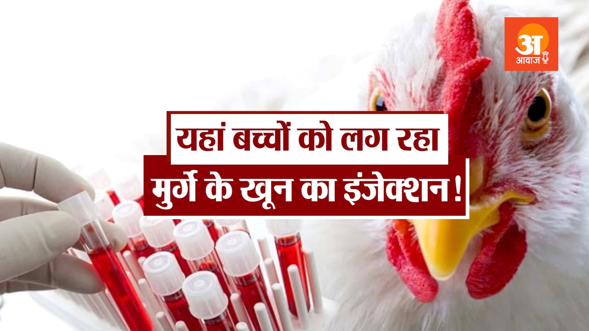 podcast on chicken blood injections for chinese kids weird chicken parenting