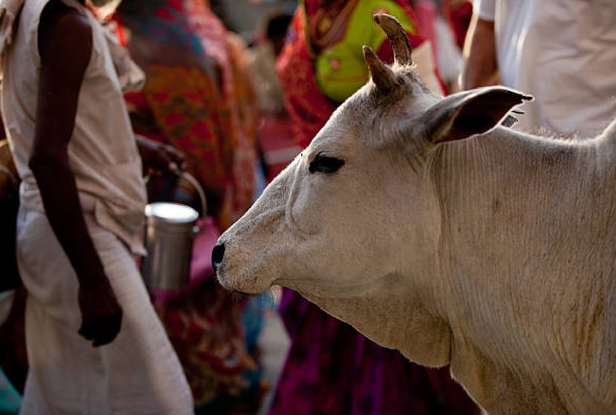 Elderly woman marries a cow in cambodia says husband has taken rebirth