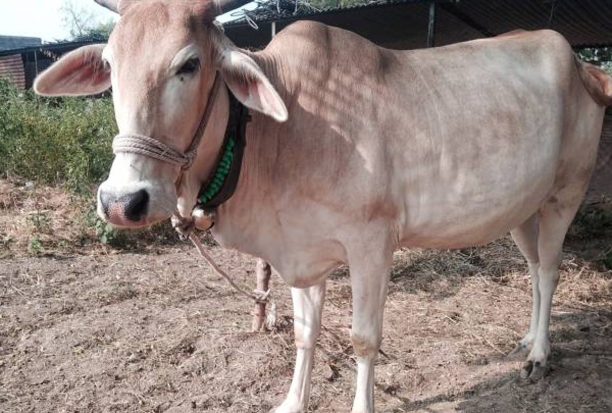 Fight between cow vigilantes, cattle transporters leads to protests & stone pelting in Hyderabad