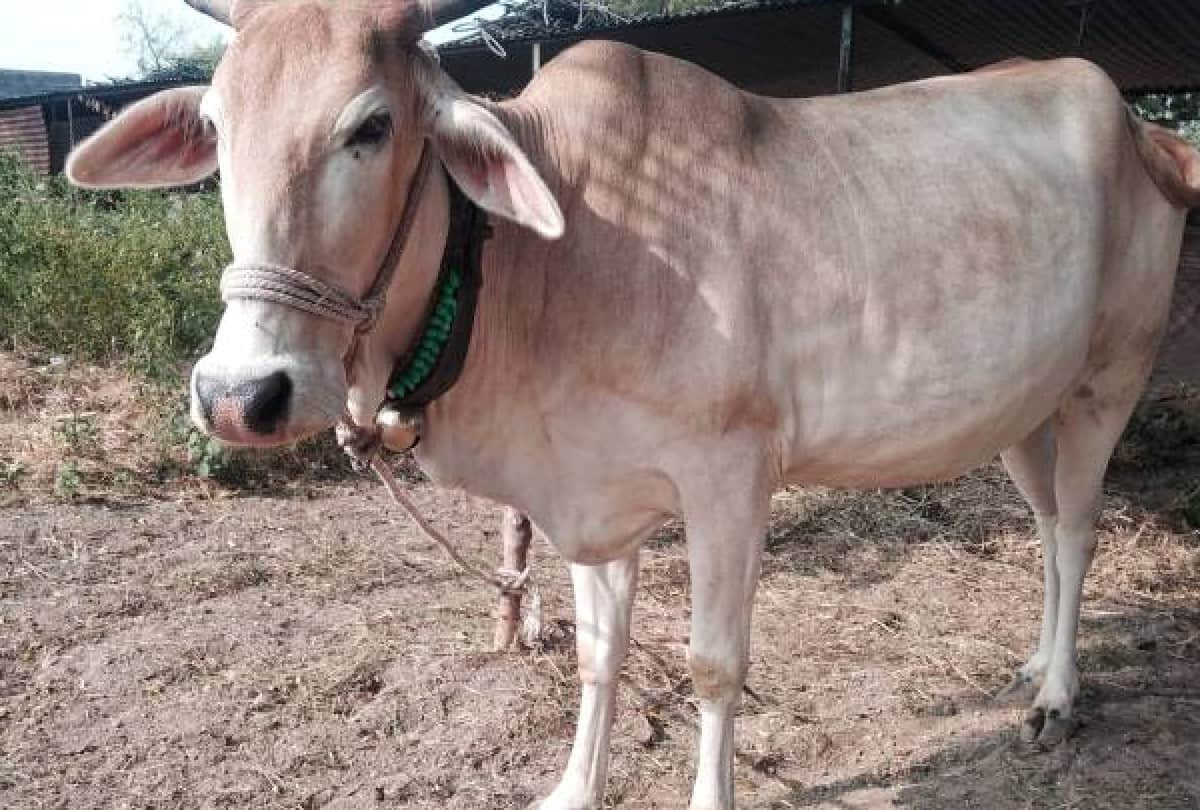 Garuda Purana Tells Seeing These 7 Cow Related Things Very Auspicious People Get Virtue and Shubh Fal