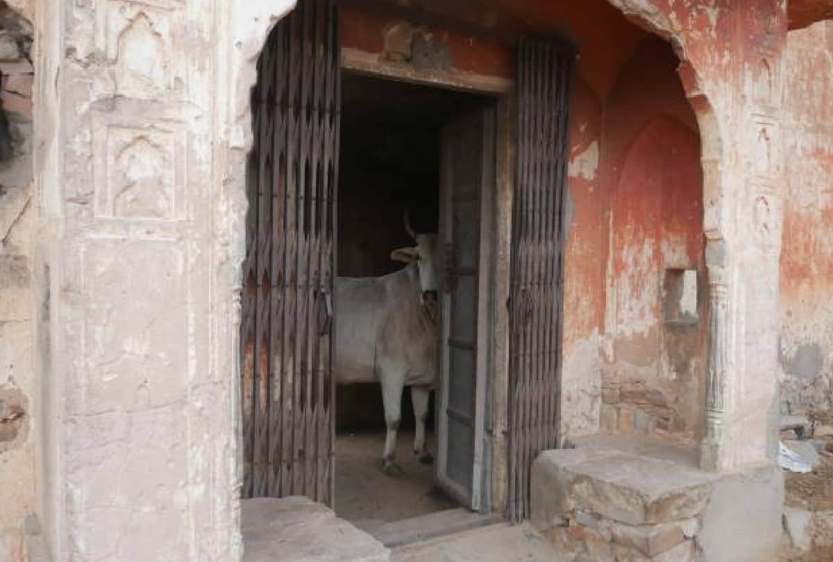 Elderly woman marries a cow in cambodia says husband has taken rebirth