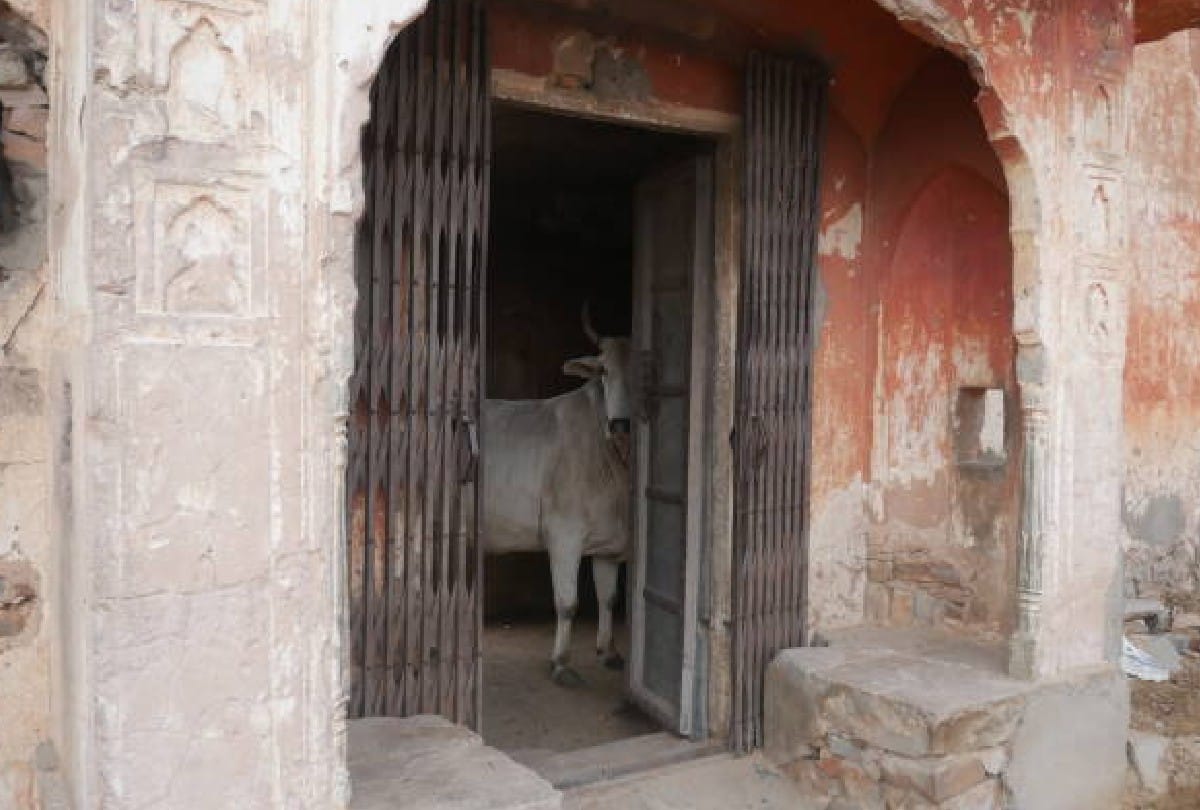 Elderly woman marries a cow in cambodia says husband has taken rebirth