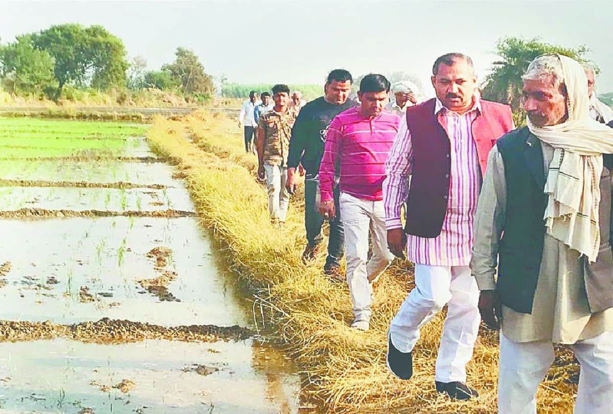 hundreds of bighas of crops submerged due to chambal canal break in agra