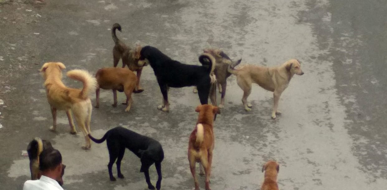 Street Dogs in Pithauragarh