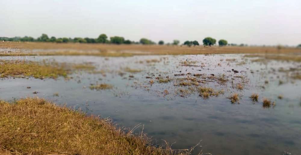 Hundred bighas of farmland submerged due to canal break