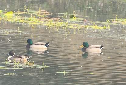 thousand migratory birds reached the Patna Bird Sanctuary in Etah
