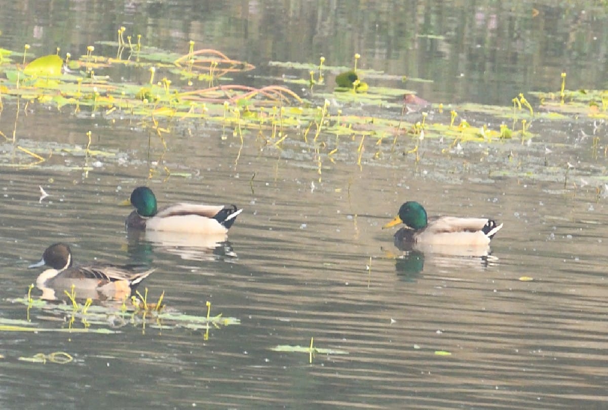 Shahdara Lake will welcome visitors in the new year