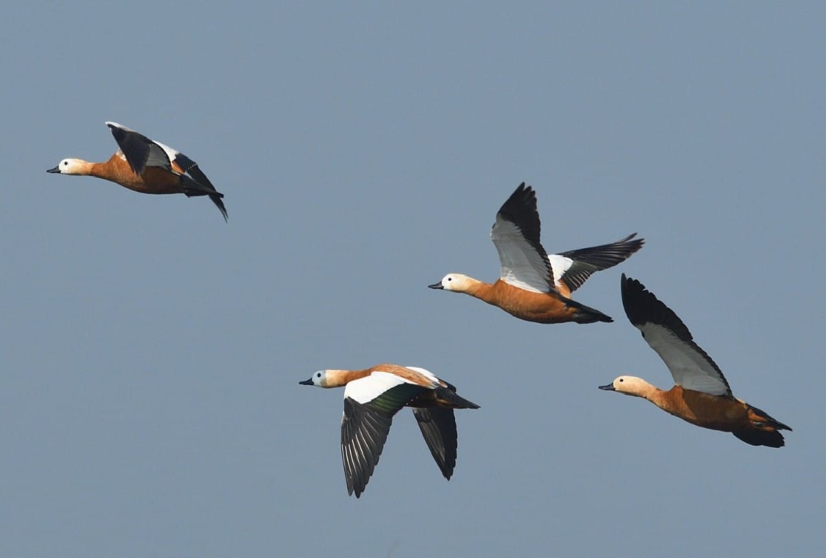 thousand migratory birds reached the Patna Bird Sanctuary in Etah