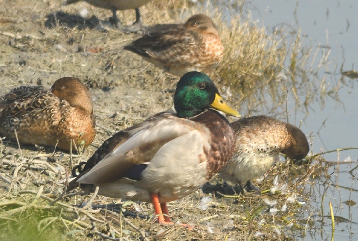 thousand migratory birds reached the Patna Bird Sanctuary in Etah