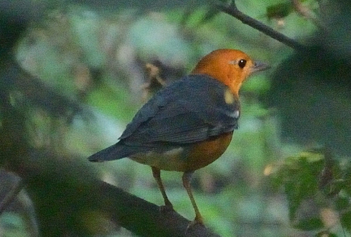 thousand migratory birds reached the Patna Bird Sanctuary in Etah
