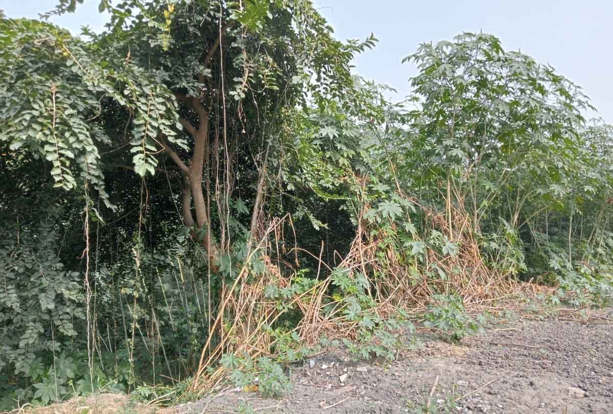 Leopard in college: Forest department team is searching with drone, fear of hiding in bushes