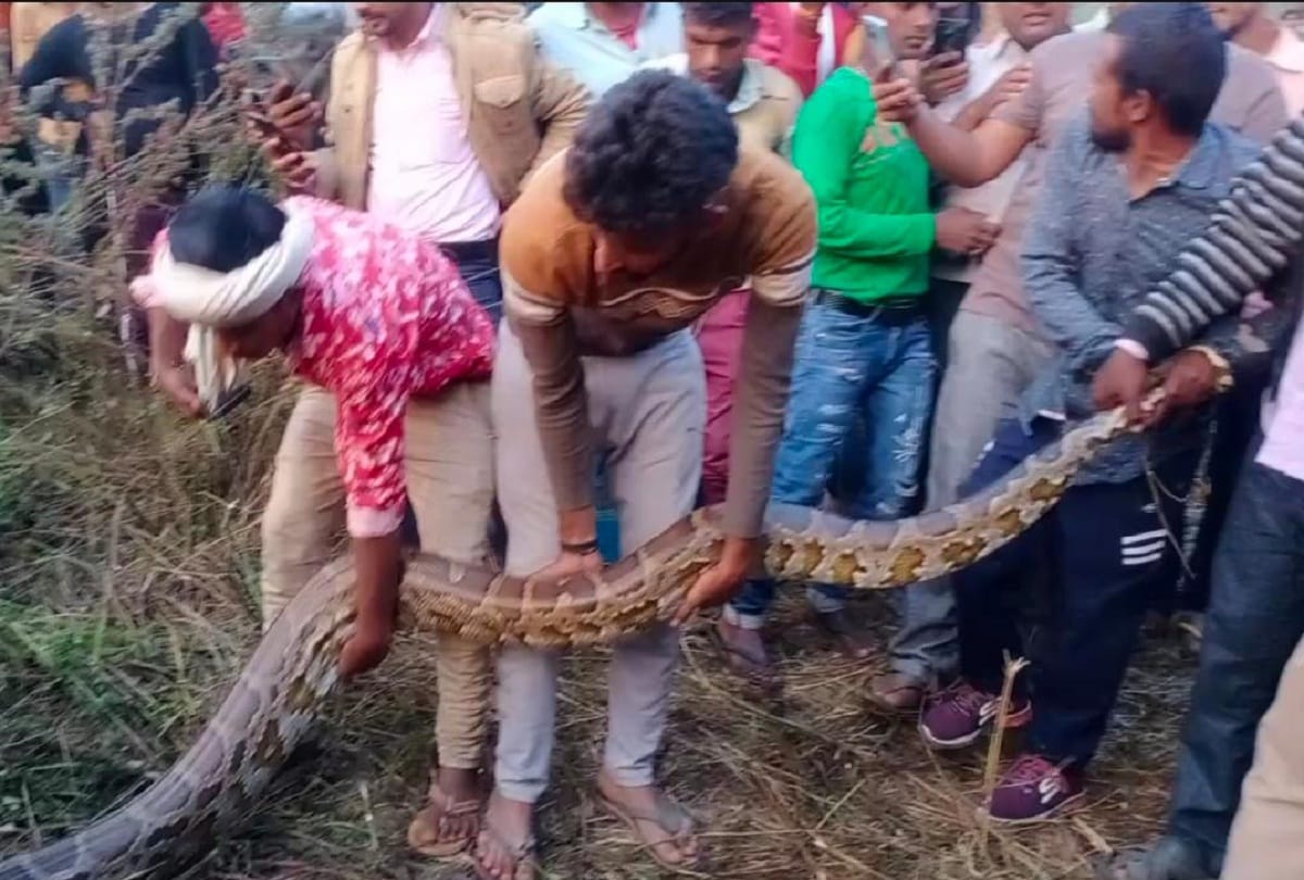 python swallowed goat in forest people crowed forest department got it released at safe places