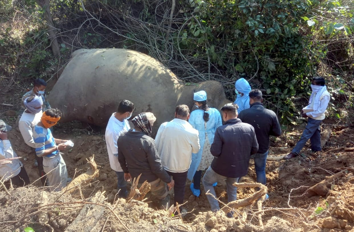 Elephant dead body found in Amangarh forest range