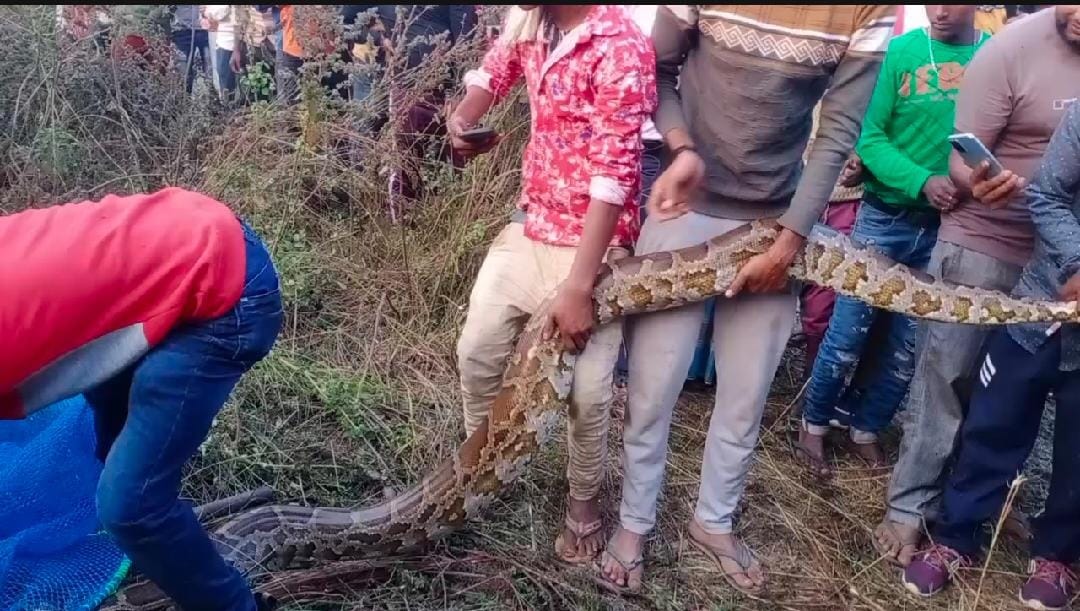 jangal