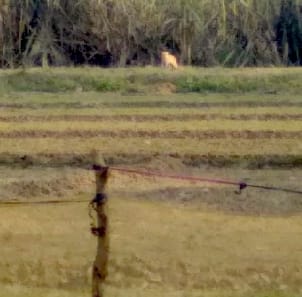 Seeing the tiger standing in the sugarcane field, the laborers ran away after saving their lives.