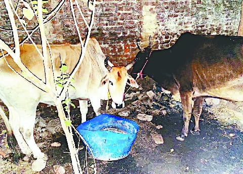 In Faridapur, preparations were made for cow slaughter, five cows tied in the house were recovered late at night