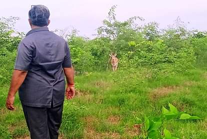 Deer In Bhagirathi and Gangavan Pada And Black Deer Species Kasganj News