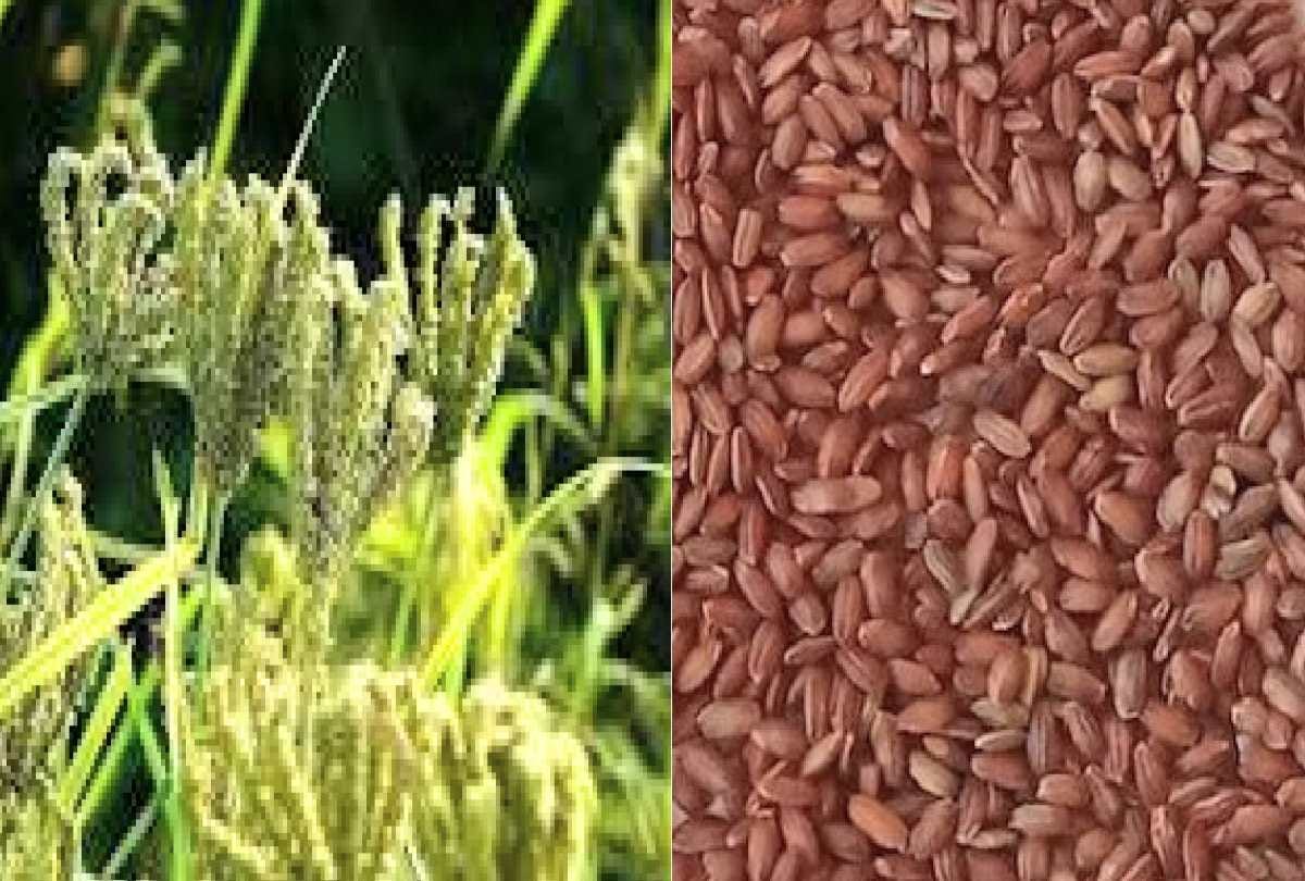 Himachal farmers are producing Millets superfood marketing system is weak