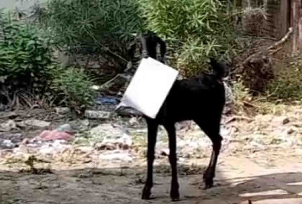 goat ran away with file in mouth from government office employee followed him chaubeypur block
