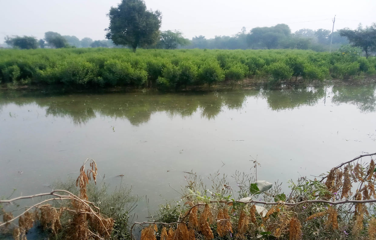 Torn Minor Submerged Crops