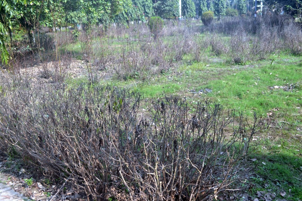 Tamasa's flood and the neglect of the officers left the park unimpressed