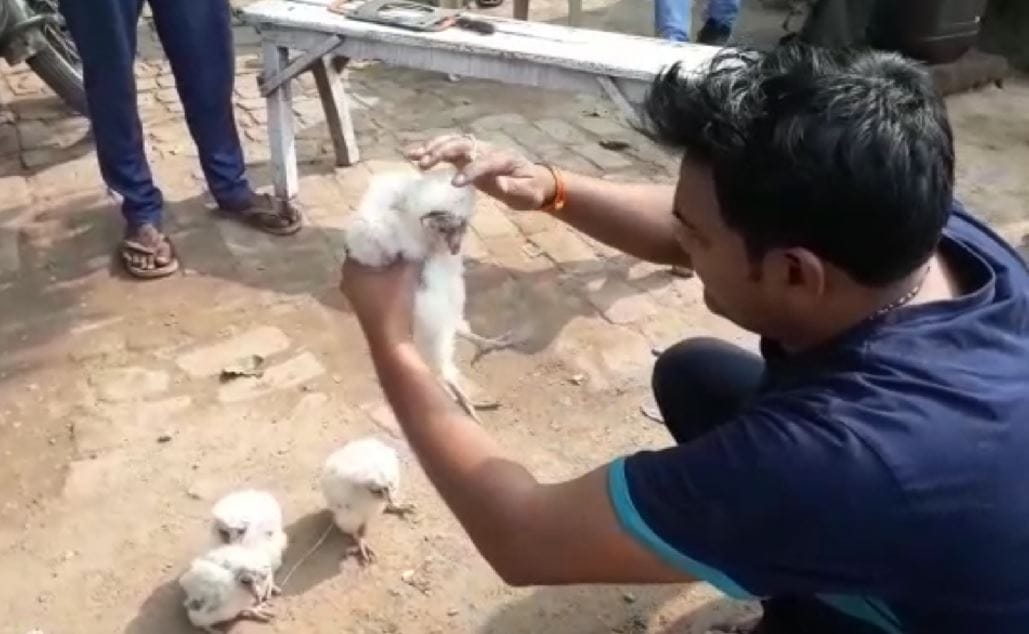 Four white owls of rare species found along the canal in ghazipur