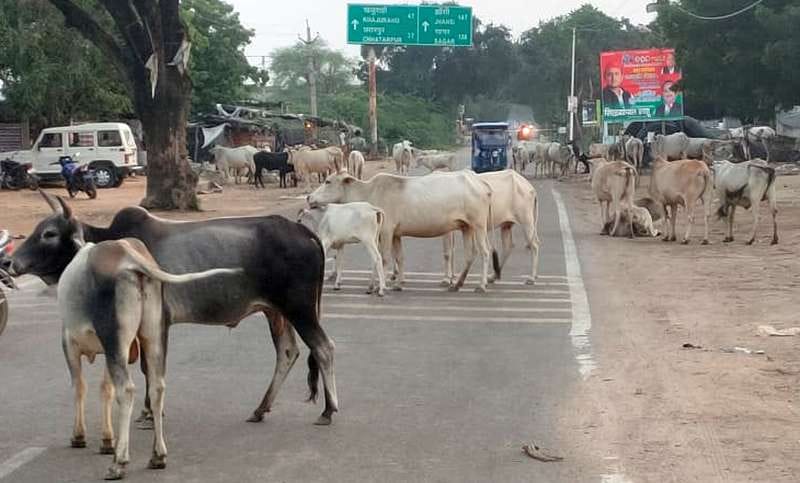 Anna cattle became trouble on the roads
