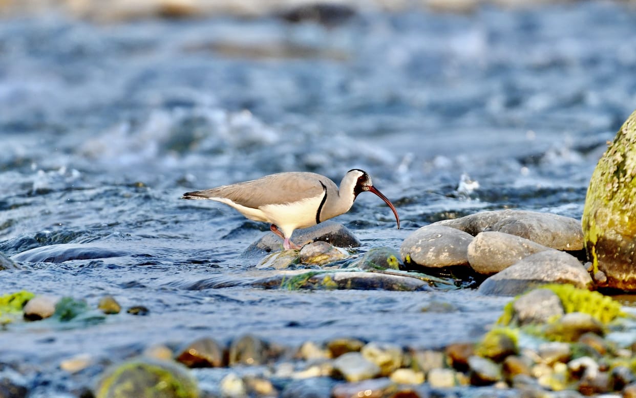 Ibisbill birds arrived on annual migration