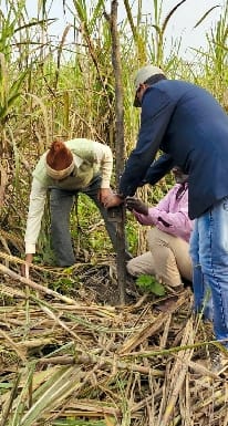 Nilgai killed by tigress near Sikh Jhala in Sanda village