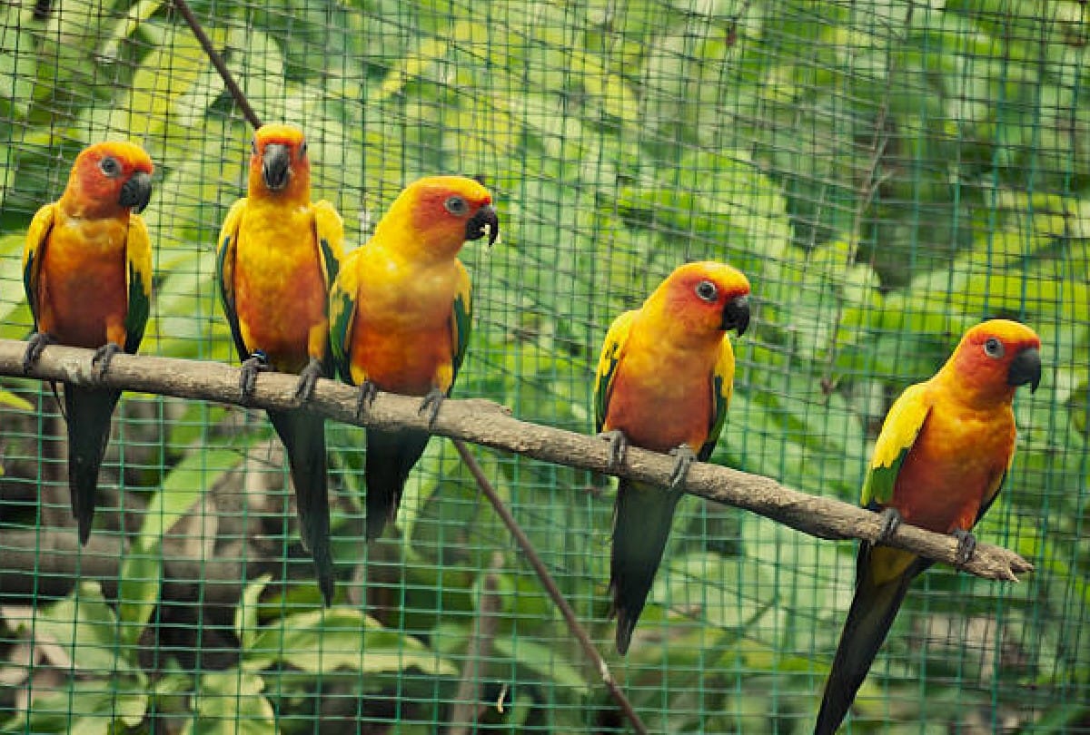 Five parrots removed from England zoo because they abusing people
