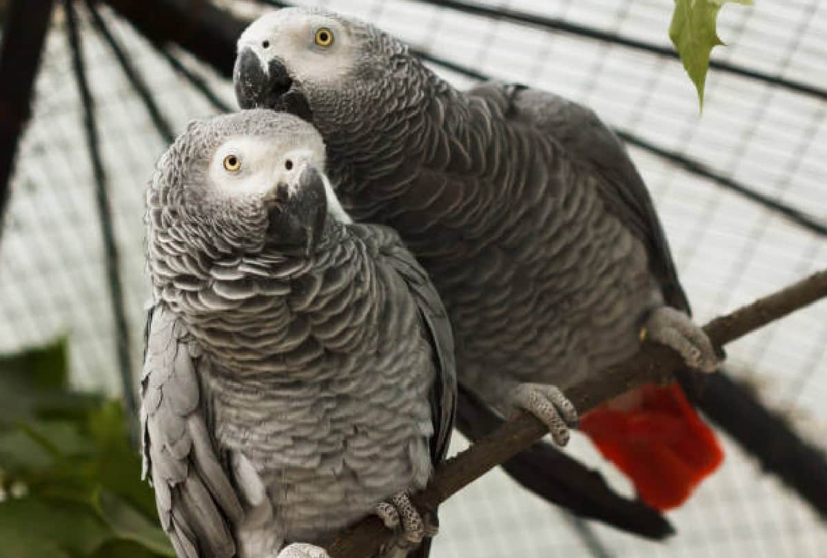 Five parrots removed from England zoo because they abusing people
