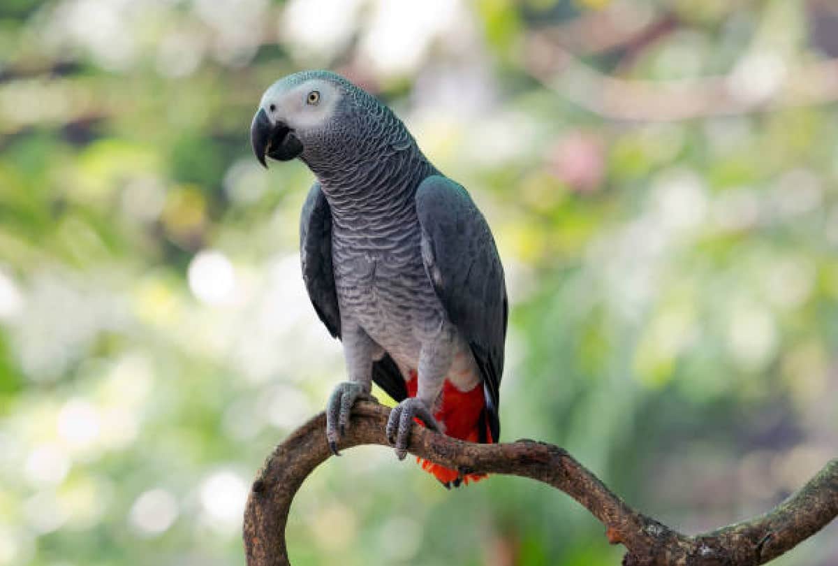 Five parrots removed from England zoo because they abusing people