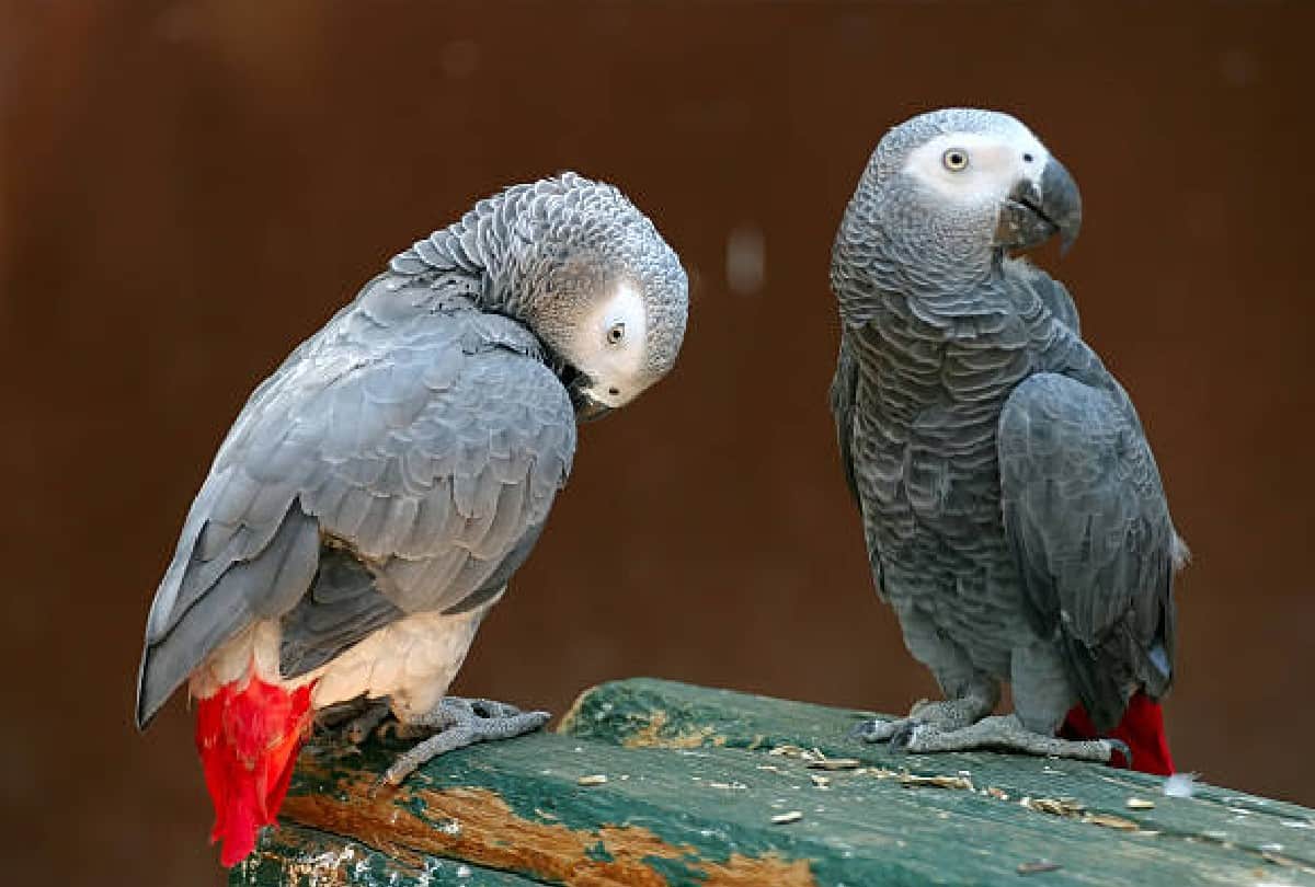 Five parrots removed from England zoo because they abusing people