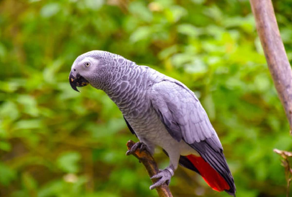 Five parrots removed from England zoo because they abusing people