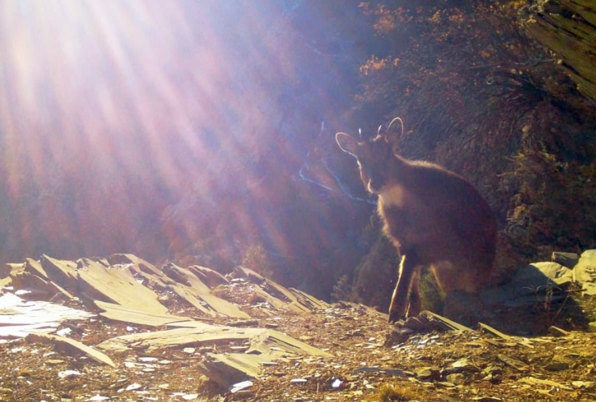 himalayan goral seen in  pattan valley lahaul  spiti himachal pradesh