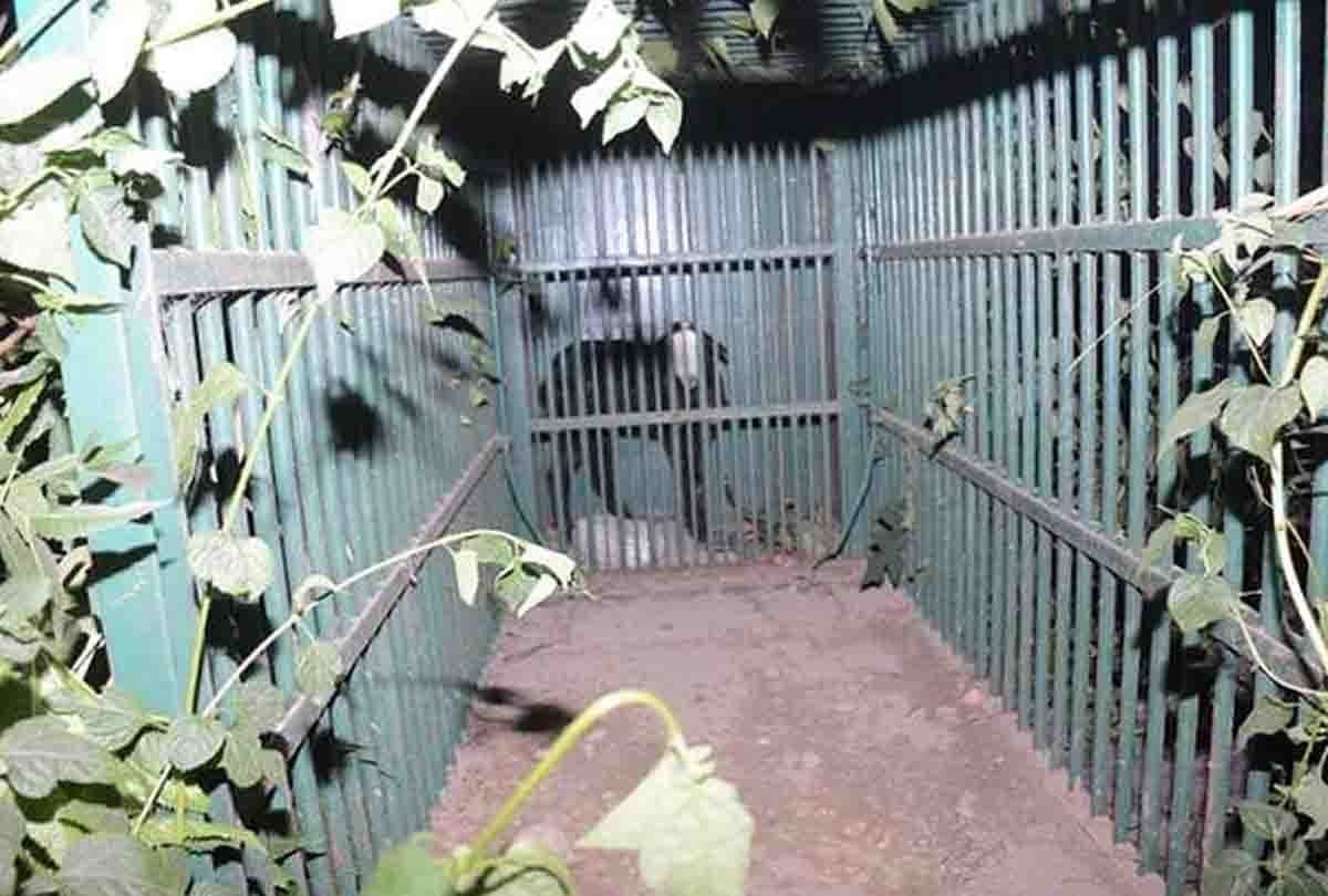Leopard in college: forest department team could not catch the leopard