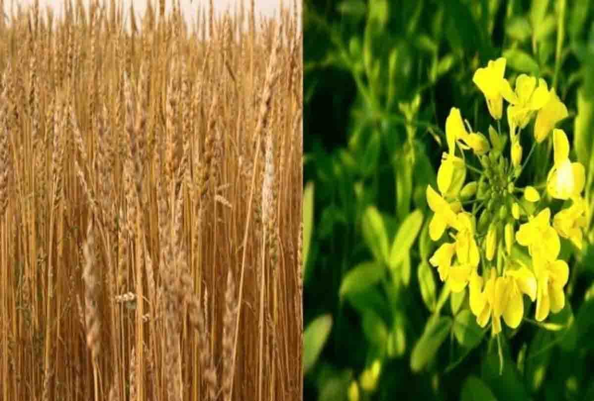 Good news for farmers, New varieties of wheat, mustard will give good yield in less time