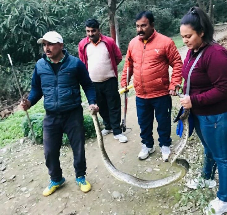 11 feet long python caught after two days of rescue