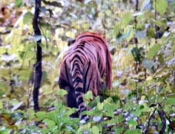 Tigers were seen in the bushes near road number one to the tourists