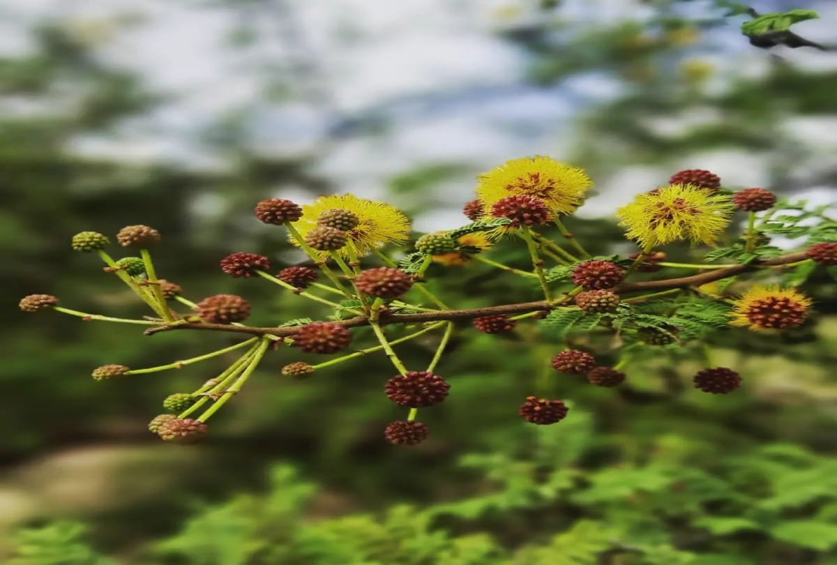 vastu tips for planting plant at home know which plants are not good for home